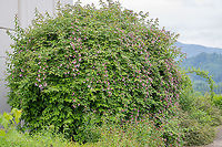 Early weigela - Weigela florida https://www.jungledragon.com/image/91480/early_weigela_-_weigela_florida.html Austria,Caprifoliaceae,Dipsacales,Early weigela,Eudicot,Europe,Flowering Plant,Geotagged,Magnoliophyta,Nature,Plantae,Spring,Weigela florida,Weigela praecox,Wildlife