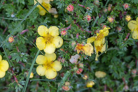 Shrubby cinquefoil - Dasiphora fruticosa https://www.jungledragon.com/image/91614/shrubby_cinquefoil_-_dasiphora_fruticosa_.html Austria,Dasiphora fruticosa,Eudicot,Europe,Flowering Plant,Geotagged,Magnoliophyta,Nature,Plantae,Potentilla fruticosa,Rosaceae,Rosales,Shrubby Cinquefoil,Shrubby cinquefoil,Spring,Wildlife