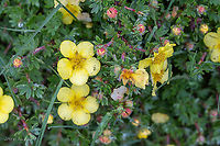 Shrubby cinquefoil - Dasiphora fruticosa https://www.jungledragon.com/image/91614/shrubby_cinquefoil_-_dasiphora_fruticosa_.html Austria,Dasiphora fruticosa,Eudicot,Europe,Flowering Plant,Geotagged,Magnoliophyta,Nature,Plantae,Potentilla fruticosa,Rosaceae,Rosales,Shrubby Cinquefoil,Shrubby cinquefoil,Spring,Wildlife