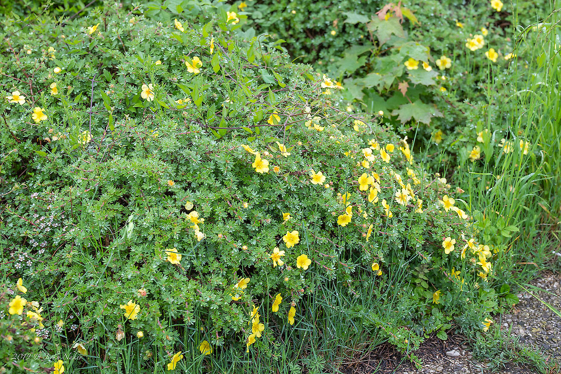 Shrubby cinquefoil - Dasiphora fruticosa <figure class="photo"><a href="https://www.jungledragon.com/image/91613/shrubby_cinquefoil_-_dasiphora_fruticosa.html" title="Shrubby cinquefoil - Dasiphora fruticosa"><img src="https://s3.amazonaws.com/media.jungledragon.com/images/1332/91613_thumb.jpg?AWSAccessKeyId=05GMT0V3GWVNE7GGM1R2&Expires=1767225610&Signature=RIL85ADUr9BB1zCNuqNY4%2B3D7Jk%3D" width="200" height="134" alt="Shrubby cinquefoil - Dasiphora fruticosa https://www.jungledragon.com/image/91614/shrubby_cinquefoil_-_dasiphora_fruticosa_.html Austria,Dasiphora fruticosa,Eudicot,Europe,Flowering Plant,Geotagged,Magnoliophyta,Nature,Plantae,Potentilla fruticosa,Rosaceae,Rosales,Shrubby Cinquefoil,Shrubby cinquefoil,Spring,Wildlife" /></a></figure> Austria,Dasiphora fruticosa,Eudicot,Europe,Flowering Plant,Geotagged,Magnoliophyta,Nature,Plantae,Potentilla fruticosa,Rosaceae,Rosales,Shrubby Cinquefoil,Shrubby cinquefoil,Spring,Wildlife