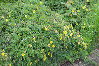 Shrubby cinquefoil - Dasiphora fruticosa https://www.jungledragon.com/image/91613/shrubby_cinquefoil_-_dasiphora_fruticosa.html Austria,Dasiphora fruticosa,Eudicot,Europe,Flowering Plant,Geotagged,Magnoliophyta,Nature,Plantae,Potentilla fruticosa,Rosaceae,Rosales,Shrubby Cinquefoil,Shrubby cinquefoil,Spring,Wildlife