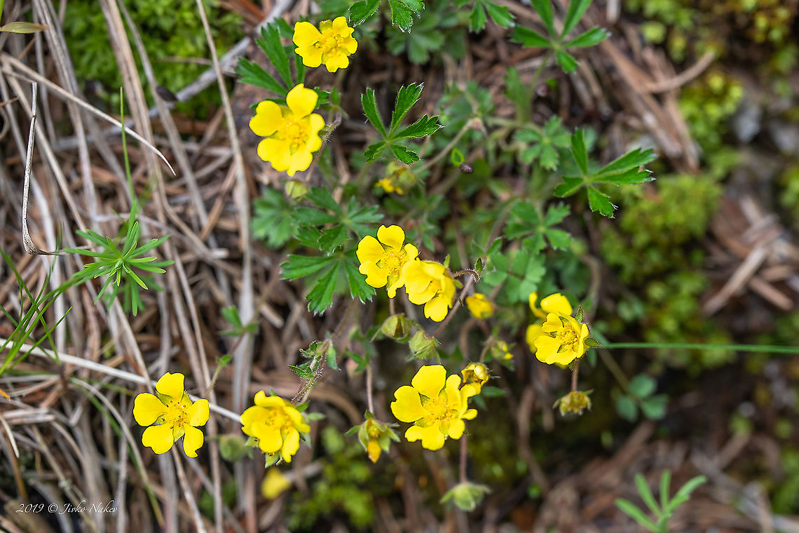 Spring cinquefoil - Potentilla neumanniana I&#039;m 90% sure of the ID, it&#039;s still questionable. Eudicot,Europe,Flowering Plant,Geotagged,Lower Carniola,Magnoliophyta,Nature,Plantae,Potentilla neumanniana,Potentilla tabernaemontani,Rosaceae,Rosales,Slovenia,Spotted cinquefoil,Spring,Spring cinquefoil,Wildlife