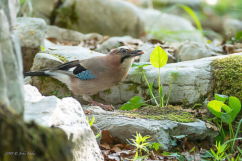 Eurasian jay -  Garrulus glandarius  Animal,Animalia,Aves,Bird,Chordata,Corvidae,Croatia,Eurasian Jay,Eurasian jay,Europe,Garrulus glandarius,Geotagged,Lower Carniola,Nature,Passeriformes,Passerine,Slovenia,Spring,Wildlife