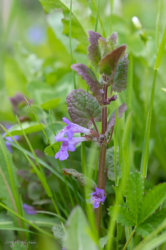 Glechoma hederacea  Creeping charlie,Eudicot,Europe,Field woundwort,Flowering Plant,Geotagged,Glechoma hederacea,Lamiaceae,Lamiales,Lower Carniola,Magnoliophyta,Nature,Plantae,Slovenia,Spring,Wildlife