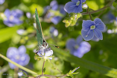 Green hairstreak - Callophrys rubi The photo is not very good, I managed to take only one, but I upload it just to register the country. Animal,Animalia,Arthropoda,Callophrys rubi,Croatia,Europe,Geotagged,Green Hairstreak,Green hairstreak,Insect,Insecta,Jelas polje,Lepidoptera,Lycaenidae,Nature,Spring,Wildlife