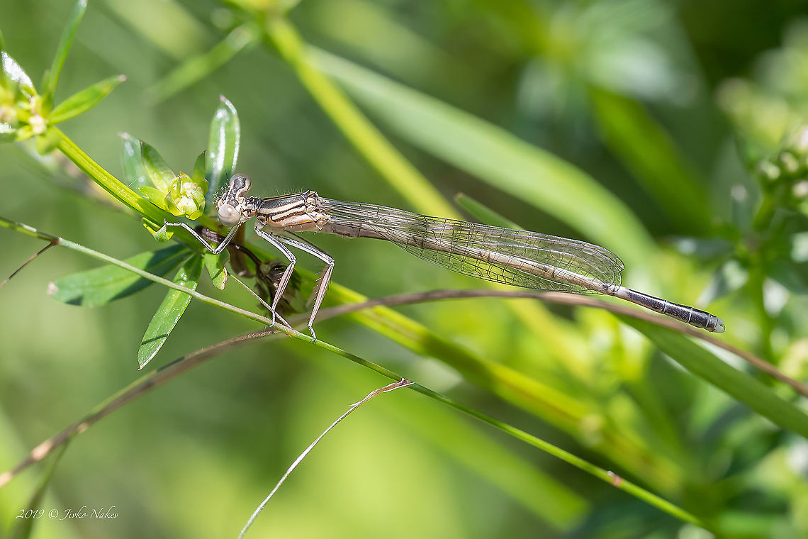 White-legged damselfly - Platycnemis pennipes  Animal,Animalia,Arthropoda,Blue featherleg,Croatia,Damselfly,Europe,Geotagged,Insect,Insecta,Jelas polje,Nature,Odonata,Platycnemididae,Platycnemis pennipes,Spring,White-legged damselfly,Wildlife,white legged damselfly