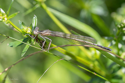White-legged damselfly - Platycnemis pennipes  Animal,Animalia,Arthropoda,Blue featherleg,Croatia,Damselfly,Europe,Geotagged,Insect,Insecta,Jelas polje,Nature,Odonata,Platycnemididae,Platycnemis pennipes,Spring,White-legged damselfly,Wildlife,white legged damselfly