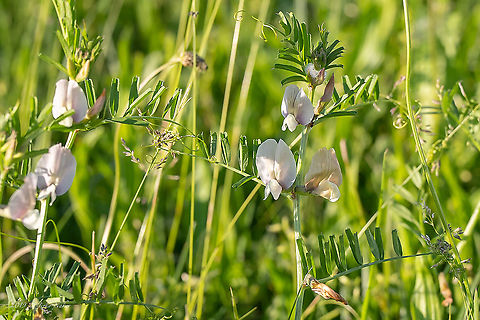 Large-flowered vetch - Vicia grandiflora  Croatia,Eudicot,Europe,Fabaceae,Fabales,Flowering Plant,Geotagged,Jelas polje,Large-flowered vetch,Magnoliophyta,Nature,Plantae,Spring,Vicia grandiflora,Wildlife