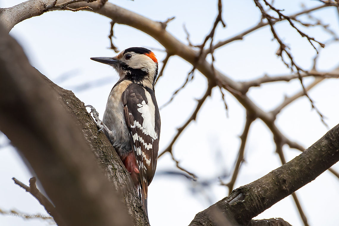 Syrian woodpecker - Dendrocopos syriacus  Animal,Animalia,Aves,Bird,Bulgaria,Chordata,Dendrocopos syriacus,Europe,Geotagged,Nature,Picidae,Piciformes,Sofia,Spring,Syrian Woodpecker,Syrian woodpecker,Wildlife