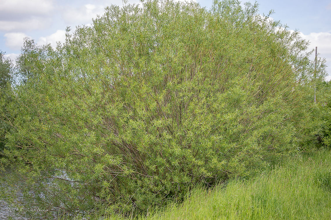 Salix kirilowiana - Basket willow <figure class="photo"><a href="https://www.jungledragon.com/image/91747/salix_kirilowiana_-_basket_willow.html" title="Salix kirilowiana - Basket willow"><img src="https://s3.amazonaws.com/media.jungledragon.com/images/1332/91747_thumb.jpg?AWSAccessKeyId=05GMT0V3GWVNE7GGM1R2&Expires=1759968010&Signature=M4moVBI0igv2DNlh1LpdZy%2F1ERE%3D" width="200" height="134" alt="Salix kirilowiana - Basket willow https://www.jungledragon.com/image/91746/salix_kirilowiana_-_basket_willow.html Basket willow,Common osier,Eudicot,Europe,Flowering Plant,Geotagged,Germany,Magnoliophyta,Malpighiales,Nature,Plantae,Salicaceae,Salix kirilowiana,Salix viminalis,Spring,Thuringia,Wildlife" /></a></figure> Basket willow,Common osier,Eudicot,Europe,Flowering Plant,Geotagged,Germany,Magnoliophyta,Malpighiales,Nature,Plantae,Salicaceae,Salix kirilowiana,Salix viminalis,Spring,Thuringia,Wildlife