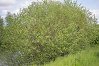 Salix kirilowiana - Basket willow https://www.jungledragon.com/image/91747/salix_kirilowiana_-_basket_willow.html Basket willow,Common osier,Eudicot,Europe,Flowering Plant,Geotagged,Germany,Magnoliophyta,Malpighiales,Nature,Plantae,Salicaceae,Salix kirilowiana,Salix viminalis,Spring,Thuringia,Wildlife