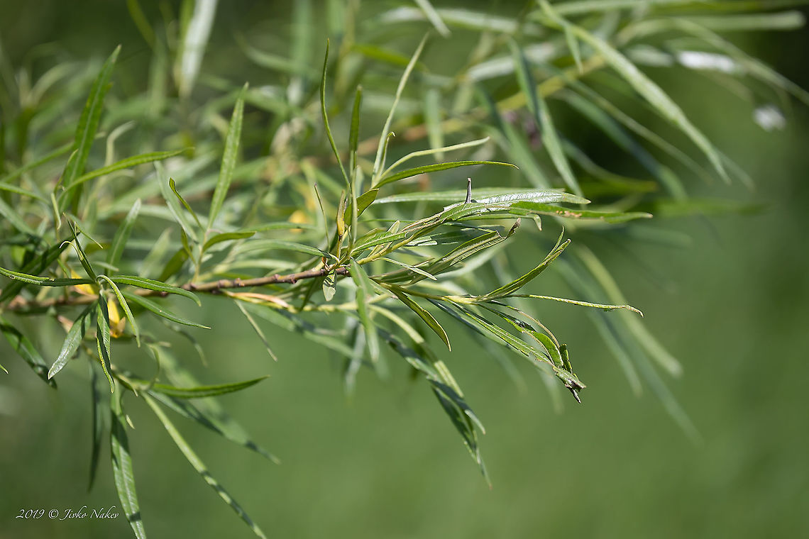 Salix kirilowiana - Basket willow <figure class="photo"><a href="https://www.jungledragon.com/image/91746/salix_kirilowiana_-_basket_willow.html" title="Salix kirilowiana - Basket willow"><img src="https://s3.amazonaws.com/media.jungledragon.com/images/1332/91746_thumb.jpg?AWSAccessKeyId=05GMT0V3GWVNE7GGM1R2&Expires=1767225610&Signature=KeqabwptFORtCcr1U1bsHBnL7BY%3D" width="200" height="134" alt="Salix kirilowiana - Basket willow https://www.jungledragon.com/image/91747/salix_kirilowiana_-_basket_willow.html Basket willow,Common osier,Eudicot,Europe,Flowering Plant,Geotagged,Germany,Magnoliophyta,Malpighiales,Nature,Plantae,Salicaceae,Salix kirilowiana,Salix viminalis,Spring,Thuringia,Wildlife" /></a></figure> Basket willow,Common osier,Eudicot,Europe,Flowering Plant,Geotagged,Germany,Magnoliophyta,Malpighiales,Nature,Plantae,Salicaceae,Salix kirilowiana,Salix viminalis,Spring,Thuringia,Wildlife