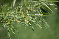 Salix kirilowiana - Basket willow https://www.jungledragon.com/image/91746/salix_kirilowiana_-_basket_willow.html Basket willow,Common osier,Eudicot,Europe,Flowering Plant,Geotagged,Germany,Magnoliophyta,Malpighiales,Nature,Plantae,Salicaceae,Salix kirilowiana,Salix viminalis,Spring,Thuringia,Wildlife