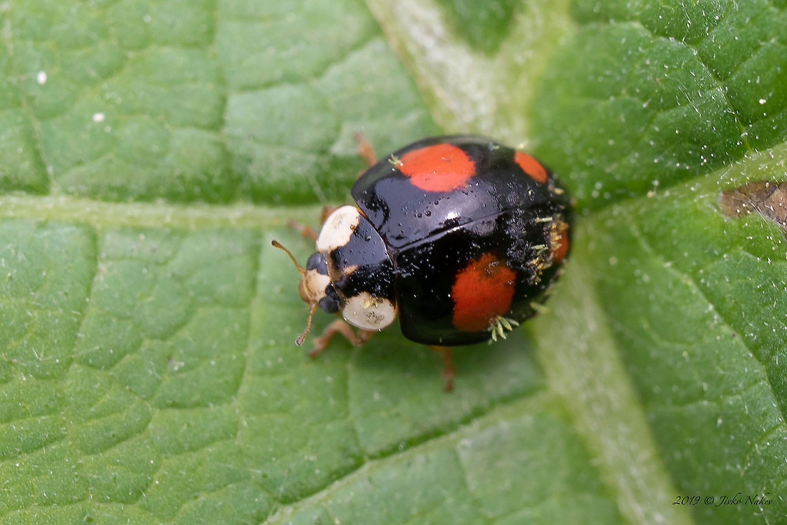 Ladybird Harmonia axyridis parasitized by Hesperomyces virescens  Ascomycota,Europe,Fungi,Fungus,Geotagged,Germany,Harmonia axyridis,Hesperomyces virescens,Laboulbeniaceae,Laboulbeniales,Laboulbeniomycetes,Nature,Spring,Thuringia,Wildlife