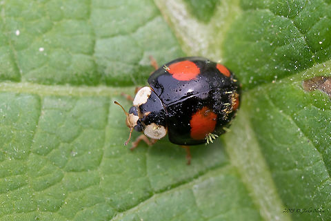 Ladybird Harmonia axyridis parasitized by Hesperomyces virescens  Ascomycota,Europe,Fungi,Fungus,Geotagged,Germany,Harmonia axyridis,Hesperomyces virescens,Laboulbeniaceae,Laboulbeniales,Laboulbeniomycetes,Nature,Spring,Thuringia,Wildlife