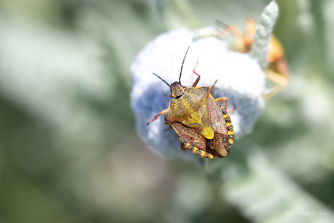 Carpocoris cf. pudicus  Animal,Animalia,Arthropoda,Bulgaria,Carpocoris,Carpocoris pudicus,Chepan mountain,Europe,Geotagged,Hemiptera,Insect,Insecta,Nature,Pentatomidae,Pentatomoidea,Shield bug,Spring,Wildlife