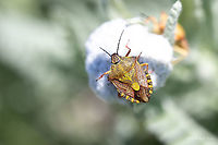 Carpocoris cf. pudicus  Animal,Animalia,Arthropoda,Bulgaria,Carpocoris,Carpocoris pudicus,Chepan mountain,Europe,Geotagged,Hemiptera,Insect,Insecta,Nature,Pentatomidae,Pentatomoidea,Shield bug,Spring,Wildlife