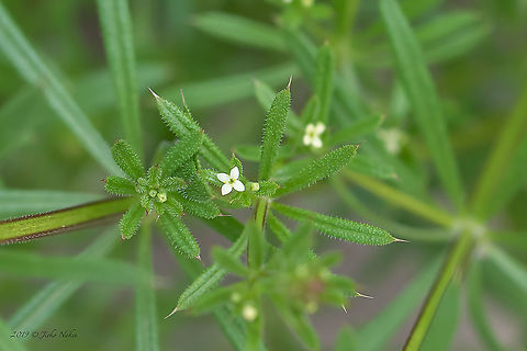 Galium aparine - Sticky grass  Bulgaria,Cleavers,Eudicot,Europe,Flowering Plant,Galium aparine,Gentianales,Geotagged,Magnoliophyta,Nature,Plantae,Rubiaceae,Sofia,Spring,Stickyweed,Wildlife