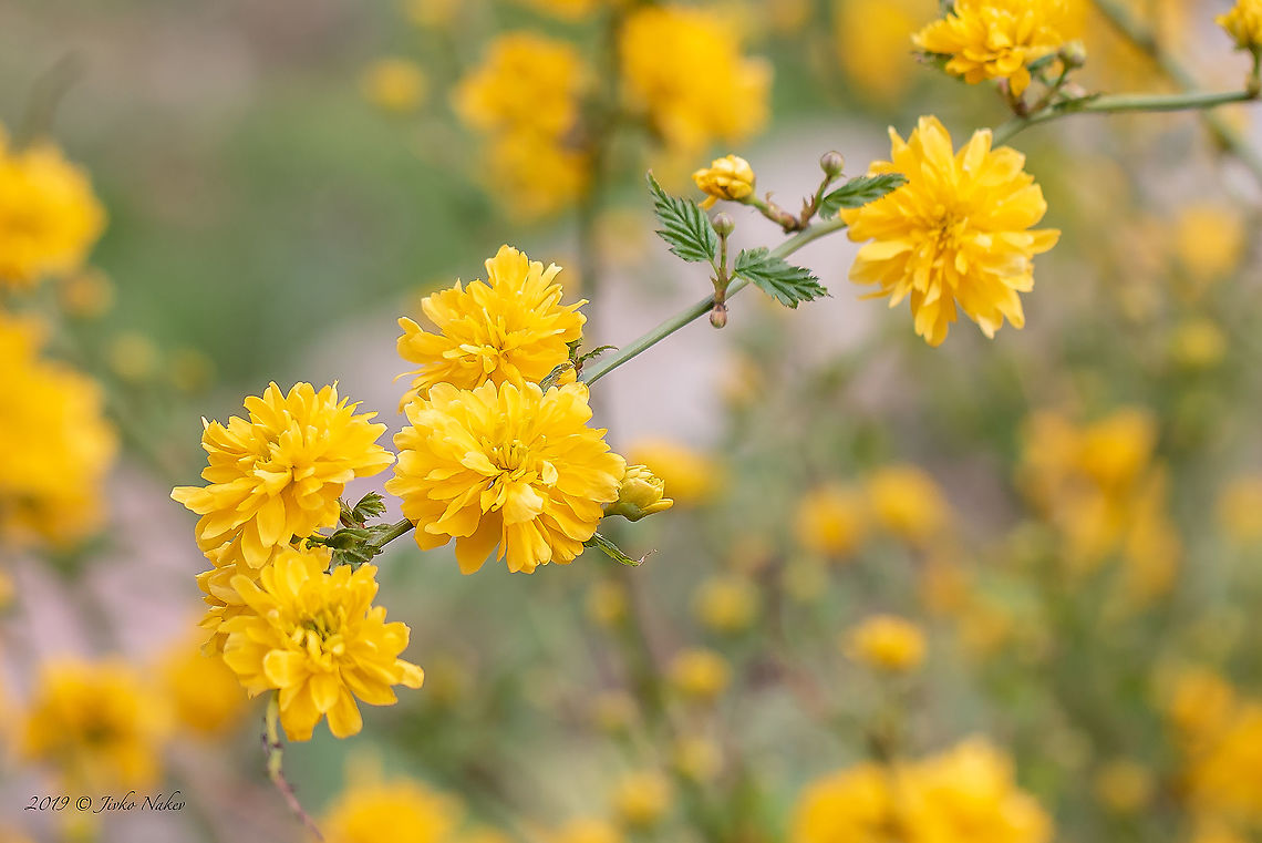 Japanese marigold bush - Kerria japonica This is cultivar 'Pleniflora' Bulgaria,Eudicot,Europe,Flowering Plant,Geotagged,Japanese marigold bush,Kerria,Kerria japonica,Magnoliophyta,Nature,Plantae,Rosaceae,Rosales,Sofia,Spring,Wildlife