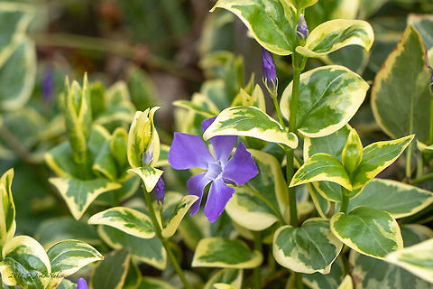 Variegated greater periwinkle - Vinca major 'Variegata' - Vinca major subsp. major  Apocynaceae,Bulgaria,Eudicot,Europe,Flowering Plant,Gentianales,Geotagged,Magnoliophyta,Nature,Plantae,Sofia,Spring,Variegated greater periwinkle,Vinca major,Vinca major Variegata,Vinca major subsp. major,Wildlife