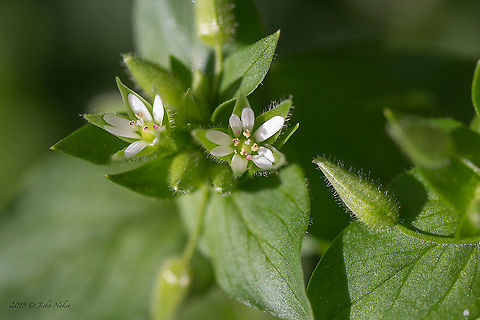 Common chickweed - Stellaria media  Bulgaria,Caryophyllaceae,Caryophyllales,Common chickweed,Eudicot,Europe,Flowering Plant,Geotagged,Magnoliophyta,Nature,Plantae,Sofia,Spring,Stellaria media,Wildlife