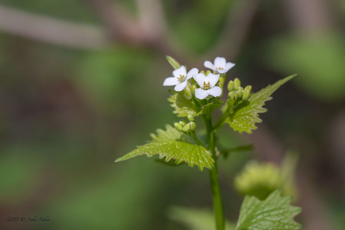 Garlic mustard - Alliaria petiolata <figure class="photo"><a href="https://www.jungledragon.com/image/92759/garlic_mustard_-_alliaria_petiolata.html" title="Garlic mustard - Alliaria petiolata"><img src="https://s3.amazonaws.com/media.jungledragon.com/images/1332/92759_thumb.jpg?AWSAccessKeyId=05GMT0V3GWVNE7GGM1R2&Expires=1759968010&Signature=X0e28j26fiaN74w%2BFOgCVi%2FpBsI%3D" width="102" height="152" alt="Garlic mustard - Alliaria petiolata https://www.jungledragon.com/image/92758/garlic_mustard_-_alliaria_petiolata.html Alliaria petiolata,Brassicaceae,Brassicales,Bulgaria,Eudicot,Europe,Flowering Plant,Garlic mustard,Geotagged,Magnoliophyta,Nature,Plantae,Sofia,Spring,Wildlife" /></a></figure> Alliaria petiolata,Brassicaceae,Brassicales,Bulgaria,Eudicot,Europe,Flowering Plant,Garlic mustard,Geotagged,Magnoliophyta,Nature,Plantae,Sofia,Spring,Wildlife