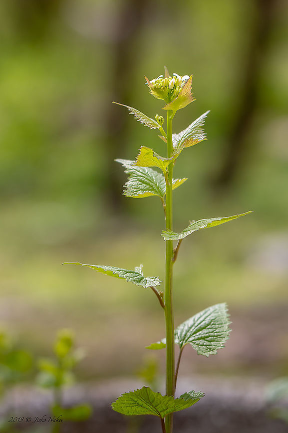 Garlic mustard - Alliaria petiolata <figure class="photo"><a href="https://www.jungledragon.com/image/92758/garlic_mustard_-_alliaria_petiolata.html" title="Garlic mustard - Alliaria petiolata"><img src="https://s3.amazonaws.com/media.jungledragon.com/images/1332/92758_thumb.jpg?AWSAccessKeyId=05GMT0V3GWVNE7GGM1R2&Expires=1759968010&Signature=xiHUmM%2FuxquYYEpdVvD1n4iDGfU%3D" width="200" height="134" alt="Garlic mustard - Alliaria petiolata https://www.jungledragon.com/image/92759/garlic_mustard_-_alliaria_petiolata.html Alliaria petiolata,Brassicaceae,Brassicales,Bulgaria,Eudicot,Europe,Flowering Plant,Garlic mustard,Geotagged,Magnoliophyta,Nature,Plantae,Sofia,Spring,Wildlife" /></a></figure> Alliaria petiolata,Brassicaceae,Brassicales,Bulgaria,Eudicot,Europe,Flowering Plant,Garlic mustard,Geotagged,Magnoliophyta,Nature,Plantae,Sofia,Spring,Wildlife
