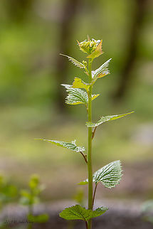 Garlic mustard - Alliaria petiolata https://www.jungledragon.com/image/92758/garlic_mustard_-_alliaria_petiolata.html Alliaria petiolata,Brassicaceae,Brassicales,Bulgaria,Eudicot,Europe,Flowering Plant,Garlic mustard,Geotagged,Magnoliophyta,Nature,Plantae,Sofia,Spring,Wildlife