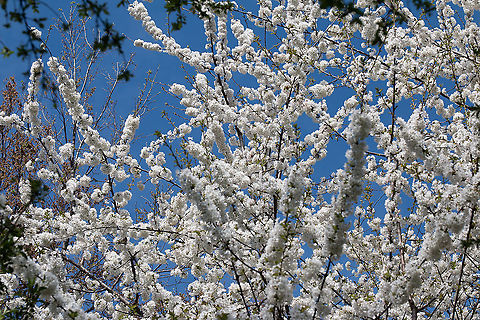 Wild cherry blossom - Prunus avium https://www.jungledragon.com/image/92764/wild_cherry_blark_-_prunus_avium.html Bulgaria,Eudicot,Europe,Flowering Plant,Geotagged,Magnoliophyta,Nature,Plantae,Prunus avium,Rosaceae,Rosales,Sofia,Spring,Wild cherry,Wildlife