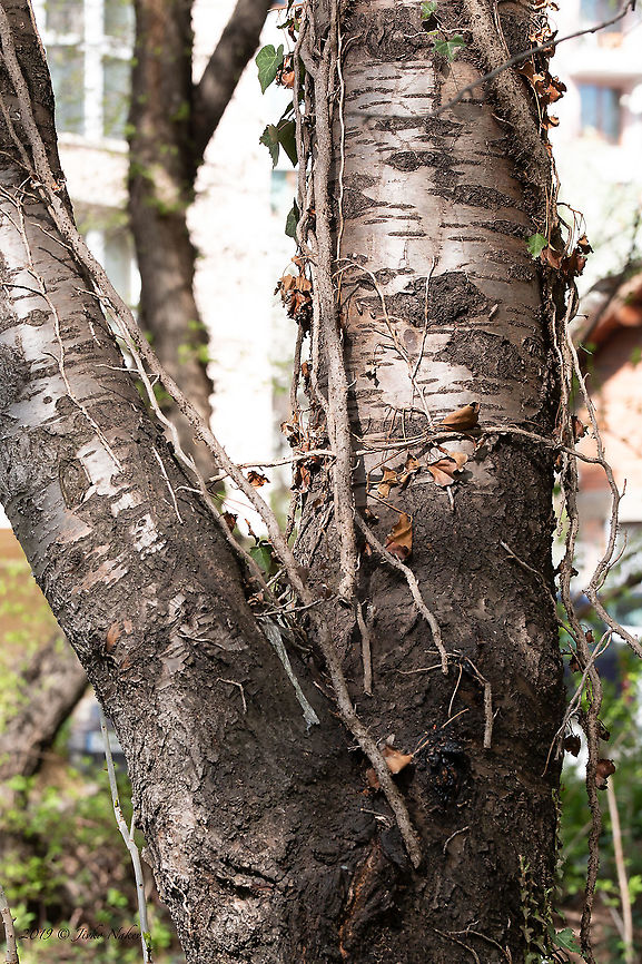 Wild cherry blark - Prunus avium <figure class="photo"><a href="https://www.jungledragon.com/image/92763/wild_cherry_blossom_-_prunus_avium.html" title="Wild cherry blossom - Prunus avium"><img src="https://s3.amazonaws.com/media.jungledragon.com/images/1332/92763_thumb.jpg?AWSAccessKeyId=05GMT0V3GWVNE7GGM1R2&Expires=1759968010&Signature=pU908SW1N23OFe%2FH0OcBSWEgS%2FU%3D" width="200" height="134" alt="Wild cherry blossom - Prunus avium https://www.jungledragon.com/image/92764/wild_cherry_blark_-_prunus_avium.html Bulgaria,Eudicot,Europe,Flowering Plant,Geotagged,Magnoliophyta,Nature,Plantae,Prunus avium,Rosaceae,Rosales,Sofia,Spring,Wild cherry,Wildlife" /></a></figure> Bulgaria,Eudicot,Europe,Flowering Plant,Geotagged,Magnoliophyta,Nature,Plantae,Prunus avium,Rosaceae,Rosales,Sofia,Spring,Wild cherry,Wildlife