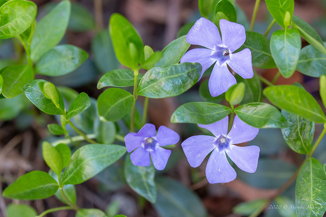 Lesser periwinkle - Vinca minor  Apocynaceae,Bulgaria,Dwarf periwinkle,Eudicot,Flowering Plant,Gentianales,Geotagged,Lesser periwinkle,Magnoliophyta,Nature,Plantae,Spring,Vinca minor,Wildlife