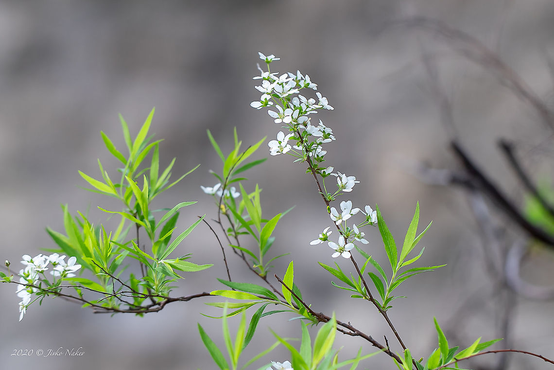 Thunberg's meadowsweet - Spiraea thunbergii <figure class="photo"><a href="https://www.jungledragon.com/image/92806/thunbergs_meadowsweet_-_spiraea_thunbergii.html" title="Thunberg's meadowsweet - Spiraea thunbergii"><img src="https://s3.amazonaws.com/media.jungledragon.com/images/1332/92806_thumb.jpg?AWSAccessKeyId=05GMT0V3GWVNE7GGM1R2&Expires=1769040010&Signature=knatwsa5CPyr%2FzS0I8%2BxCVB1m%2B0%3D" width="200" height="134" alt="Thunberg's meadowsweet - Spiraea thunbergii https://www.jungledragon.com/image/92805/thunbergs_meadowsweet_-_spiraea_thunbergii.html Bulgaria,Eudicot,Europe,Flowering Plant,Geotagged,Magnoliophyta,Nature,Plantae,Rosaceae,Rosales,Sofia,Spiraea thunbergii,Spring,Thunberg spiraea,Thunberg's meadowsweet,Wildlife" /></a></figure> Bulgaria,Eudicot,Europe,Flowering Plant,Geotagged,Magnoliophyta,Nature,Plantae,Rosaceae,Rosales,Sofia,Spiraea thunbergii,Spring,Thunberg spiraea,Thunberg's meadowsweet,Wildlife