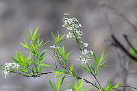 Thunberg's meadowsweet - Spiraea thunbergii https://www.jungledragon.com/image/92806/thunbergs_meadowsweet_-_spiraea_thunbergii.html Bulgaria,Eudicot,Europe,Flowering Plant,Geotagged,Magnoliophyta,Nature,Plantae,Rosaceae,Rosales,Sofia,Spiraea thunbergii,Spring,Thunberg spiraea,Thunberg's meadowsweet,Wildlife