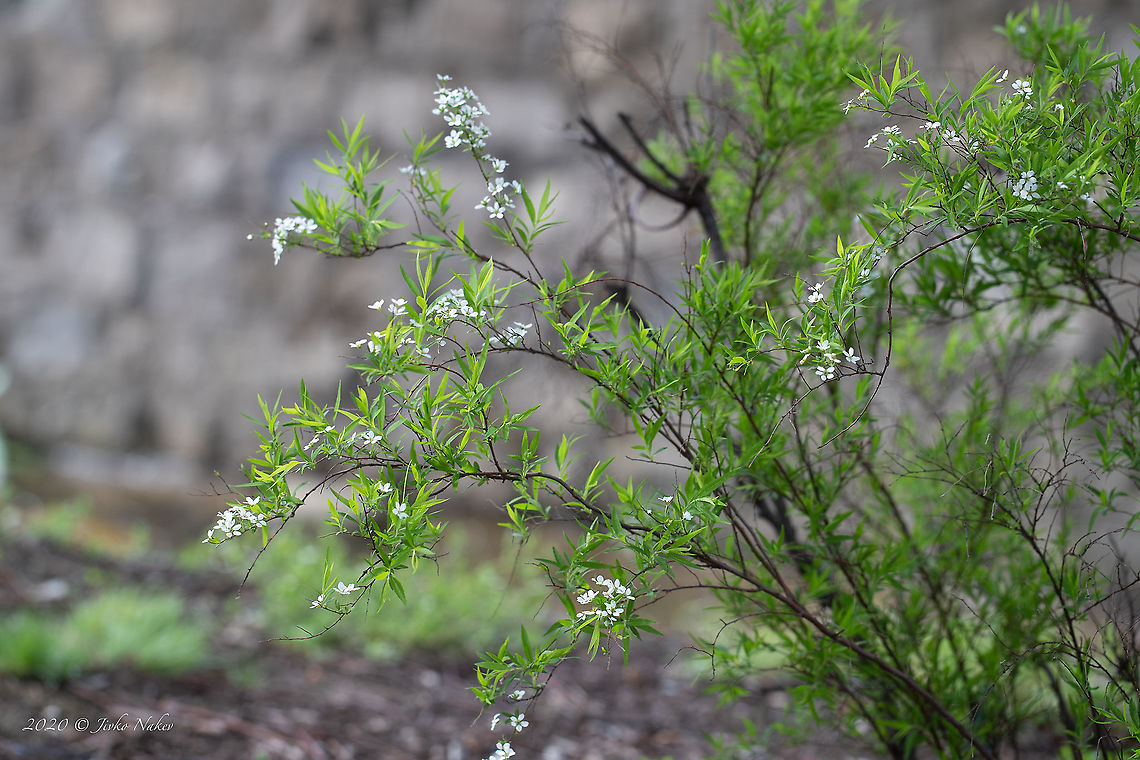Thunberg's meadowsweet - Spiraea thunbergii <figure class="photo"><a href="https://www.jungledragon.com/image/92805/thunbergs_meadowsweet_-_spiraea_thunbergii.html" title="Thunberg's meadowsweet - Spiraea thunbergii"><img src="https://s3.amazonaws.com/media.jungledragon.com/images/1332/92805_thumb.jpg?AWSAccessKeyId=05GMT0V3GWVNE7GGM1R2&Expires=1769040010&Signature=WcFtMLqzoSL%2FgAYjHI1nqfFZNJA%3D" width="200" height="134" alt="Thunberg's meadowsweet - Spiraea thunbergii https://www.jungledragon.com/image/92806/thunbergs_meadowsweet_-_spiraea_thunbergii.html Bulgaria,Eudicot,Europe,Flowering Plant,Geotagged,Magnoliophyta,Nature,Plantae,Rosaceae,Rosales,Sofia,Spiraea thunbergii,Spring,Thunberg spiraea,Thunberg's meadowsweet,Wildlife" /></a></figure> Bulgaria,Eudicot,Europe,Flowering Plant,Geotagged,Magnoliophyta,Nature,Plantae,Rosaceae,Rosales,Sofia,Spiraea thunbergii,Spring,Thunberg spiraea,Thunberg's meadowsweet,Wildlife