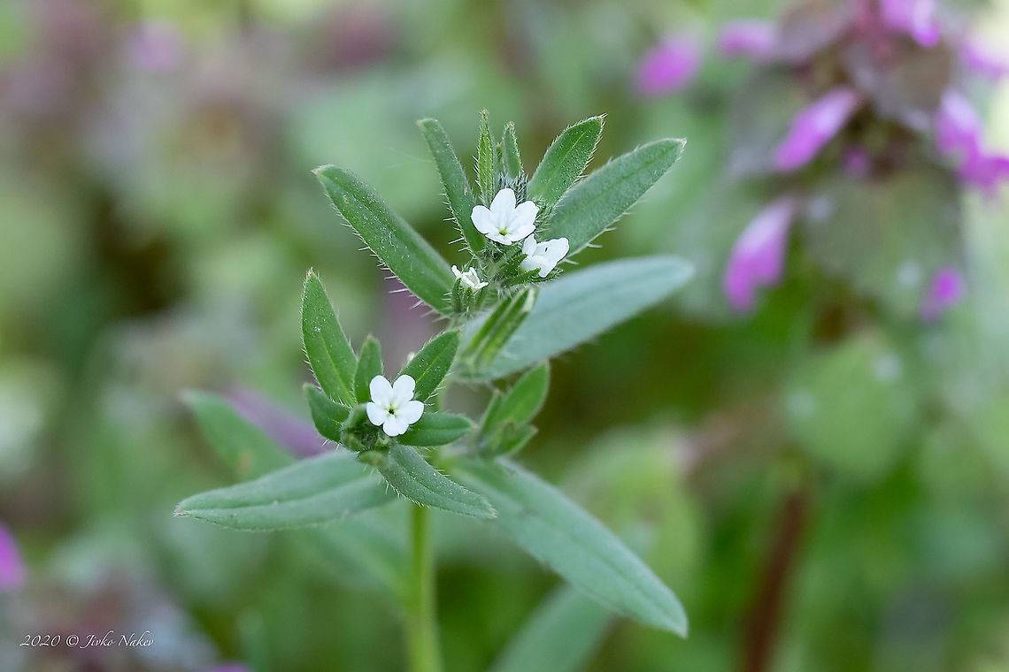Corn gromwell - Buglossoides arvensis <figure class="photo"><a href="https://www.jungledragon.com/image/92827/corn_gromwell_-_buglossoides_arvensis.html" title="Corn gromwell - Buglossoides arvensis"><img src="https://s3.amazonaws.com/media.jungledragon.com/images/1332/92827_thumb.jpg?AWSAccessKeyId=05GMT0V3GWVNE7GGM1R2&Expires=1759968010&Signature=zGgTF%2BmeXi3Q%2Fa3OBOf%2FA7QQ%2BZg%3D" width="200" height="134" alt="Corn gromwell - Buglossoides arvensis https://www.jungledragon.com/image/92826/corn_gromwell_-_buglossoides_arvensis.html<br />
https://www.jungledragon.com/image/92828/corn_gromwell_-_buglossoides_arvensis.html Boraginaceae,Boraginales,Buglossoides arvensis,Bulgaria,Corn gromwell,Eudicot,Europe,Field gromwell,Flowering Plant,Geotagged,Lithospermum arvense,Magnoliophyta,Nature,Plantae,Sofia,Spring,Wildlife" /></a></figure><br />
<figure class="photo"><a href="https://www.jungledragon.com/image/92828/corn_gromwell_-_buglossoides_arvensis.html" title="Corn gromwell - Buglossoides arvensis"><img src="https://s3.amazonaws.com/media.jungledragon.com/images/1332/92828_thumb.jpg?AWSAccessKeyId=05GMT0V3GWVNE7GGM1R2&Expires=1759968010&Signature=5v8hbiZI90Z0%2FPo2DCCsdN4g2pU%3D" width="102" height="152" alt="Corn gromwell - Buglossoides arvensis https://www.jungledragon.com/image/92826/corn_gromwell_-_buglossoides_arvensis.html<br />
https://www.jungledragon.com/image/92827/corn_gromwell_-_buglossoides_arvensis.html Boraginaceae,Boraginales,Buglossoides arvensis,Bulgaria,Corn gromwell,Eudicot,Europe,Field gromwell,Flowering Plant,Geotagged,Lithospermum arvense,Magnoliophyta,Nature,Plantae,Sofia,Spring,Wildlife" /></a></figure><br />
 Boraginaceae,Boraginales,Buglossoides arvensis,Bulgaria,Corn gromwell,Eudicot,Europe,Field gromwell,Flowering Plant,Geotagged,Lithospermum arvense,Magnoliophyta,Nature,Plantae,Sofia,Spring,Wildlife