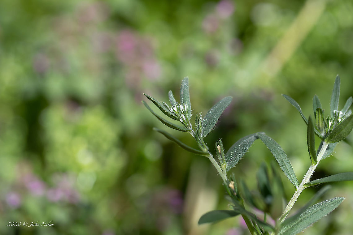 Corn gromwell - Buglossoides arvensis <figure class="photo"><a href="https://www.jungledragon.com/image/92826/corn_gromwell_-_buglossoides_arvensis.html" title="Corn gromwell - Buglossoides arvensis"><img src="https://s3.amazonaws.com/media.jungledragon.com/images/1332/92826_thumb.jpg?AWSAccessKeyId=05GMT0V3GWVNE7GGM1R2&Expires=1759968010&Signature=GHB8v1NVKdz7GyE2U7VQBTx6K6Y%3D" width="200" height="134" alt="Corn gromwell - Buglossoides arvensis https://www.jungledragon.com/image/92827/corn_gromwell_-_buglossoides_arvensis.html<br />
https://www.jungledragon.com/image/92828/corn_gromwell_-_buglossoides_arvensis.html<br />
 Boraginaceae,Boraginales,Buglossoides arvensis,Bulgaria,Corn gromwell,Eudicot,Europe,Field gromwell,Flowering Plant,Geotagged,Lithospermum arvense,Magnoliophyta,Nature,Plantae,Sofia,Spring,Wildlife" /></a></figure><br />
<figure class="photo"><a href="https://www.jungledragon.com/image/92828/corn_gromwell_-_buglossoides_arvensis.html" title="Corn gromwell - Buglossoides arvensis"><img src="https://s3.amazonaws.com/media.jungledragon.com/images/1332/92828_thumb.jpg?AWSAccessKeyId=05GMT0V3GWVNE7GGM1R2&Expires=1759968010&Signature=5v8hbiZI90Z0%2FPo2DCCsdN4g2pU%3D" width="102" height="152" alt="Corn gromwell - Buglossoides arvensis https://www.jungledragon.com/image/92826/corn_gromwell_-_buglossoides_arvensis.html<br />
https://www.jungledragon.com/image/92827/corn_gromwell_-_buglossoides_arvensis.html Boraginaceae,Boraginales,Buglossoides arvensis,Bulgaria,Corn gromwell,Eudicot,Europe,Field gromwell,Flowering Plant,Geotagged,Lithospermum arvense,Magnoliophyta,Nature,Plantae,Sofia,Spring,Wildlife" /></a></figure> Boraginaceae,Boraginales,Buglossoides arvensis,Bulgaria,Corn gromwell,Eudicot,Europe,Field gromwell,Flowering Plant,Geotagged,Lithospermum arvense,Magnoliophyta,Nature,Plantae,Sofia,Spring,Wildlife