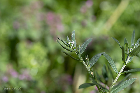 Corn gromwell - Buglossoides arvensis https://www.jungledragon.com/image/92826/corn_gromwell_-_buglossoides_arvensis.html
https://www.jungledragon.com/image/92828/corn_gromwell_-_buglossoides_arvensis.html Boraginaceae,Boraginales,Buglossoides arvensis,Bulgaria,Corn gromwell,Eudicot,Europe,Field gromwell,Flowering Plant,Geotagged,Lithospermum arvense,Magnoliophyta,Nature,Plantae,Sofia,Spring,Wildlife
