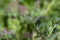 Corn gromwell - Buglossoides arvensis https://www.jungledragon.com/image/92826/corn_gromwell_-_buglossoides_arvensis.html<br />
https://www.jungledragon.com/image/92828/corn_gromwell_-_buglossoides_arvensis.html Boraginaceae,Boraginales,Buglossoides arvensis,Bulgaria,Corn gromwell,Eudicot,Europe,Field gromwell,Flowering Plant,Geotagged,Lithospermum arvense,Magnoliophyta,Nature,Plantae,Sofia,Spring,Wildlife