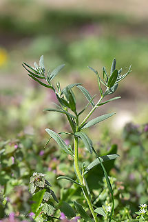 Corn gromwell - Buglossoides arvensis https://www.jungledragon.com/image/92826/corn_gromwell_-_buglossoides_arvensis.html
https://www.jungledragon.com/image/92827/corn_gromwell_-_buglossoides_arvensis.html Boraginaceae,Boraginales,Buglossoides arvensis,Bulgaria,Corn gromwell,Eudicot,Europe,Field gromwell,Flowering Plant,Geotagged,Lithospermum arvense,Magnoliophyta,Nature,Plantae,Sofia,Spring,Wildlife