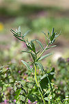 Corn gromwell - Buglossoides arvensis https://www.jungledragon.com/image/92826/corn_gromwell_-_buglossoides_arvensis.html<br />
https://www.jungledragon.com/image/92827/corn_gromwell_-_buglossoides_arvensis.html Boraginaceae,Boraginales,Buglossoides arvensis,Bulgaria,Corn gromwell,Eudicot,Europe,Field gromwell,Flowering Plant,Geotagged,Lithospermum arvense,Magnoliophyta,Nature,Plantae,Sofia,Spring,Wildlife