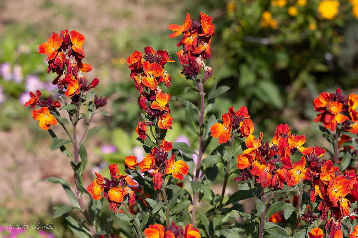 Wallflower - Erysimum cheiri   Brassicaceae,Brassicales,Bulgaria,Cheiranthus cheiri,Erysimum cheiri,Eudicot,Europe,Flowering Plant,Geotagged,Magnoliophyta,Nature,Plantae,Sofia,Spring,Wallflower,Wildlife