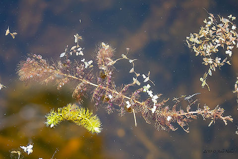 Greater bladderwort - Utricularia vulgaris The creation of the Carnivorous plants' list made me do a thorough search to identify two plants waiting since last year. The bigger one is Ulticularia vulgaris. The yellow one is Aldrovanda vesiculosa. Bulgaria,Common bladderwort,Dragoman marsh,Eudicot,Europe,Flowering Plant,Geotagged,Greater bladderwort,Lamiales,Lentibulariaceae,Magnoliophyta,Nature,Plantae,Spring,Utricularia vulgaris,Wetland,Wildlife