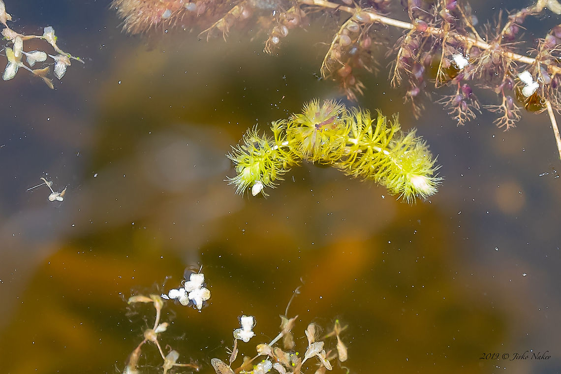 Waterwheel plant - Aldrovanda vesiculosa  Aldrovanda vesiculosa,Bulgaria,Caryophyllales,Dragoman marsh,Droseraceae,Eudicot,Europe,Flowering Plant,Geotagged,Magnoliophyta,Nature,Plantae,Spring,Waterwheel plant,Wetland,Wildlife