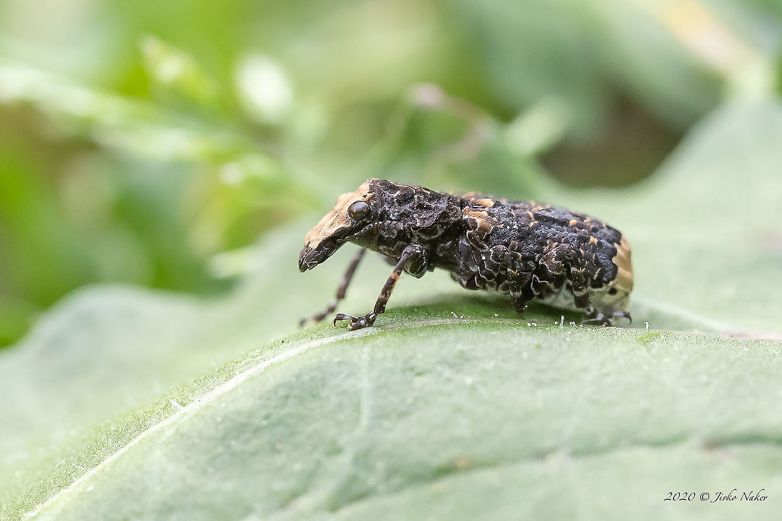 Cramp-ball fungus weevil - Platyrhinus resinosus <figure class="photo"><a href="https://www.jungledragon.com/image/93470/cramp-ball_fungus_weevil_-_platyrhinus_resinosus.html" title="Cramp-ball fungus weevil - Platyrhinus resinosus"><img src="https://s3.amazonaws.com/media.jungledragon.com/images/1332/93470_thumb.jpg?AWSAccessKeyId=05GMT0V3GWVNE7GGM1R2&Expires=1770854410&Signature=nrD6IuG4E0aA8WsY0utpj%2BepBCs%3D" width="200" height="134" alt="Cramp-ball fungus weevil - Platyrhinus resinosus https://www.jungledragon.com/image/93469/cramp-ball_fungus_weevil_-_platyrhinus_resinosus.html<br />
https://www.jungledragon.com/image/93471/cramp-ball_fungus_weevil_-_platyrhinus_resinosus.html Animal,Animalia,Anthribidae,Arthropoda,Bulgaria,Coccinellidae,Coleoptera,Cramp-ball fungus weevil,Europe,Geotagged,Insect,Insecta,Nature,Platyrhinus resinosus,Resin weevil,Sofia,Spring,Wildlife" /></a></figure><br />
<figure class="photo"><a href="https://www.jungledragon.com/image/93471/cramp-ball_fungus_weevil_-_platyrhinus_resinosus.html" title="Cramp-ball fungus weevil - Platyrhinus resinosus"><img src="https://s3.amazonaws.com/media.jungledragon.com/images/1332/93471_thumb.jpg?AWSAccessKeyId=05GMT0V3GWVNE7GGM1R2&Expires=1770854410&Signature=8W6MKWfNPFUS44ayv679aOzLRNY%3D" width="200" height="134" alt="Cramp-ball fungus weevil - Platyrhinus resinosus https://www.jungledragon.com/image/93469/cramp-ball_fungus_weevil_-_platyrhinus_resinosus.html<br />
https://www.jungledragon.com/image/93470/cramp-ball_fungus_weevil_-_platyrhinus_resinosus.html Animal,Animalia,Anthribidae,Arthropoda,Bulgaria,Coleoptera,Cramp-ball fungus weevil,Europe,Geotagged,Insect,Insecta,Nature,Platyrhinus resinosus,Resin weevil,Sofia,Spring,Wildlife" /></a></figure> Animal,Animalia,Anthribidae,Arthropoda,Bulgaria,Coleoptera,Cramp-ball fungus weevil,Europe,Geotagged,Insect,Insecta,Nature,Platyrhinus resinosus,Resin weevil,Sofia,Spring,Wildlife