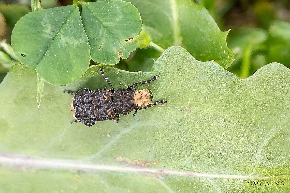 Cramp-ball fungus weevil - Platyrhinus resinosus <figure class="photo"><a href="https://www.jungledragon.com/image/93469/cramp-ball_fungus_weevil_-_platyrhinus_resinosus.html" title="Cramp-ball fungus weevil - Platyrhinus resinosus"><img src="https://s3.amazonaws.com/media.jungledragon.com/images/1332/93469_thumb.jpg?AWSAccessKeyId=05GMT0V3GWVNE7GGM1R2&Expires=1759968010&Signature=vAqj9VF%2FRDoADIj%2FRXPec5wypCA%3D" width="200" height="134" alt="Cramp-ball fungus weevil - Platyrhinus resinosus https://www.jungledragon.com/image/93470/cramp-ball_fungus_weevil_-_platyrhinus_resinosus.html<br />
https://www.jungledragon.com/image/93471/cramp-ball_fungus_weevil_-_platyrhinus_resinosus.html Animal,Animalia,Anthribidae,Arthropoda,Bulgaria,Coleoptera,Cramp-ball fungus weevil,Europe,Geotagged,Insect,Insecta,Nature,Platyrhinus resinosus,Resin weevil,Sofia,Spring,Wildlife" /></a></figure><br />
<figure class="photo"><a href="https://www.jungledragon.com/image/93471/cramp-ball_fungus_weevil_-_platyrhinus_resinosus.html" title="Cramp-ball fungus weevil - Platyrhinus resinosus"><img src="https://s3.amazonaws.com/media.jungledragon.com/images/1332/93471_thumb.jpg?AWSAccessKeyId=05GMT0V3GWVNE7GGM1R2&Expires=1759968010&Signature=yQE2Rf4uLUfHC0GpbNPMlOx8jM8%3D" width="200" height="134" alt="Cramp-ball fungus weevil - Platyrhinus resinosus https://www.jungledragon.com/image/93469/cramp-ball_fungus_weevil_-_platyrhinus_resinosus.html<br />
https://www.jungledragon.com/image/93470/cramp-ball_fungus_weevil_-_platyrhinus_resinosus.html Animal,Animalia,Anthribidae,Arthropoda,Bulgaria,Coleoptera,Cramp-ball fungus weevil,Europe,Geotagged,Insect,Insecta,Nature,Platyrhinus resinosus,Resin weevil,Sofia,Spring,Wildlife" /></a></figure> Animal,Animalia,Anthribidae,Arthropoda,Bulgaria,Coccinellidae,Coleoptera,Cramp-ball fungus weevil,Europe,Geotagged,Insect,Insecta,Nature,Platyrhinus resinosus,Resin weevil,Sofia,Spring,Wildlife