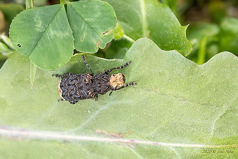 Cramp-ball fungus weevil - Platyrhinus resinosus https://www.jungledragon.com/image/93469/cramp-ball_fungus_weevil_-_platyrhinus_resinosus.html
https://www.jungledragon.com/image/93471/cramp-ball_fungus_weevil_-_platyrhinus_resinosus.html Animal,Animalia,Anthribidae,Arthropoda,Bulgaria,Coccinellidae,Coleoptera,Cramp-ball fungus weevil,Europe,Geotagged,Insect,Insecta,Nature,Platyrhinus resinosus,Resin weevil,Sofia,Spring,Wildlife