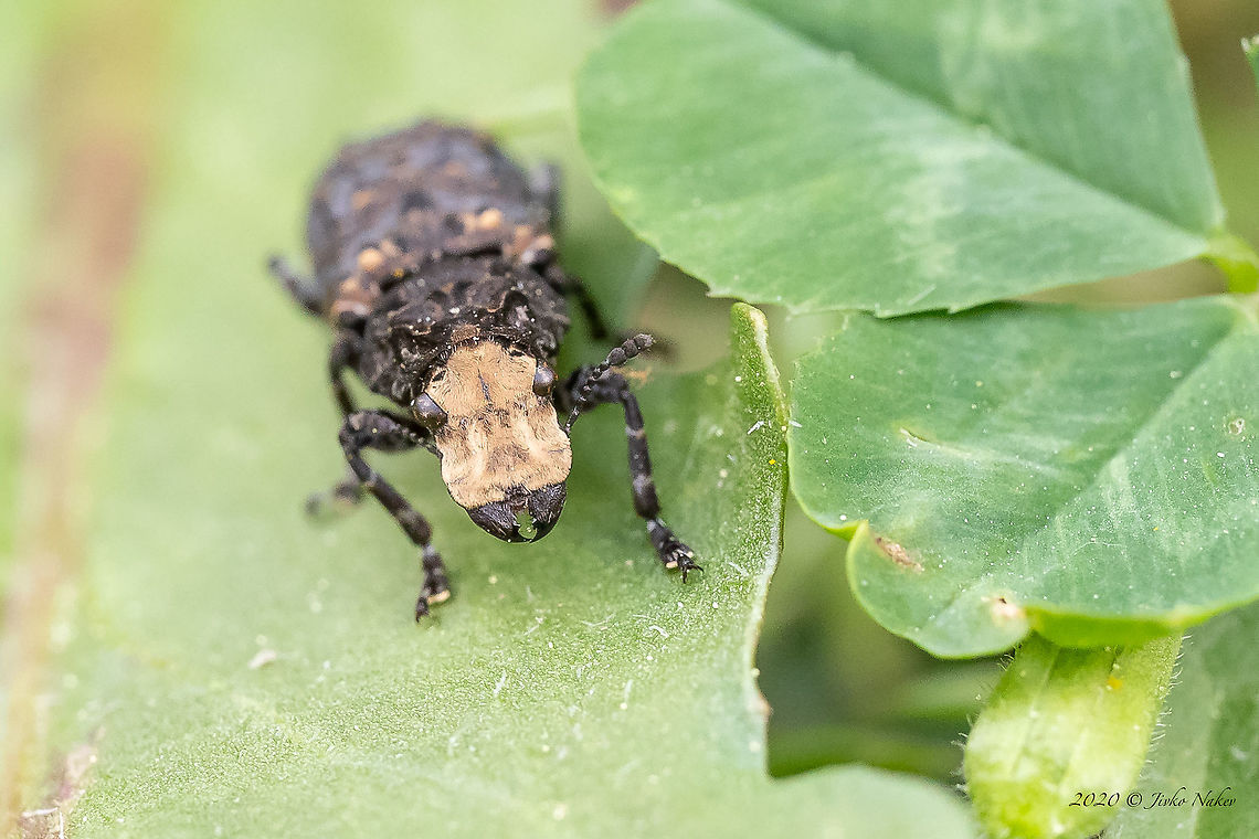 Cramp-ball fungus weevil - Platyrhinus resinosus <figure class="photo"><a href="https://www.jungledragon.com/image/93469/cramp-ball_fungus_weevil_-_platyrhinus_resinosus.html" title="Cramp-ball fungus weevil - Platyrhinus resinosus"><img src="https://s3.amazonaws.com/media.jungledragon.com/images/1332/93469_thumb.jpg?AWSAccessKeyId=05GMT0V3GWVNE7GGM1R2&Expires=1759968010&Signature=vAqj9VF%2FRDoADIj%2FRXPec5wypCA%3D" width="200" height="134" alt="Cramp-ball fungus weevil - Platyrhinus resinosus https://www.jungledragon.com/image/93470/cramp-ball_fungus_weevil_-_platyrhinus_resinosus.html<br />
https://www.jungledragon.com/image/93471/cramp-ball_fungus_weevil_-_platyrhinus_resinosus.html Animal,Animalia,Anthribidae,Arthropoda,Bulgaria,Coleoptera,Cramp-ball fungus weevil,Europe,Geotagged,Insect,Insecta,Nature,Platyrhinus resinosus,Resin weevil,Sofia,Spring,Wildlife" /></a></figure><br />
<figure class="photo"><a href="https://www.jungledragon.com/image/93470/cramp-ball_fungus_weevil_-_platyrhinus_resinosus.html" title="Cramp-ball fungus weevil - Platyrhinus resinosus"><img src="https://s3.amazonaws.com/media.jungledragon.com/images/1332/93470_thumb.jpg?AWSAccessKeyId=05GMT0V3GWVNE7GGM1R2&Expires=1759968010&Signature=1GwPeYmB1Cudd%2FCwCGeB2Bw4qow%3D" width="200" height="134" alt="Cramp-ball fungus weevil - Platyrhinus resinosus https://www.jungledragon.com/image/93469/cramp-ball_fungus_weevil_-_platyrhinus_resinosus.html<br />
https://www.jungledragon.com/image/93471/cramp-ball_fungus_weevil_-_platyrhinus_resinosus.html Animal,Animalia,Anthribidae,Arthropoda,Bulgaria,Coccinellidae,Coleoptera,Cramp-ball fungus weevil,Europe,Geotagged,Insect,Insecta,Nature,Platyrhinus resinosus,Resin weevil,Sofia,Spring,Wildlife" /></a></figure> Animal,Animalia,Anthribidae,Arthropoda,Bulgaria,Coleoptera,Cramp-ball fungus weevil,Europe,Geotagged,Insect,Insecta,Nature,Platyrhinus resinosus,Resin weevil,Sofia,Spring,Wildlife