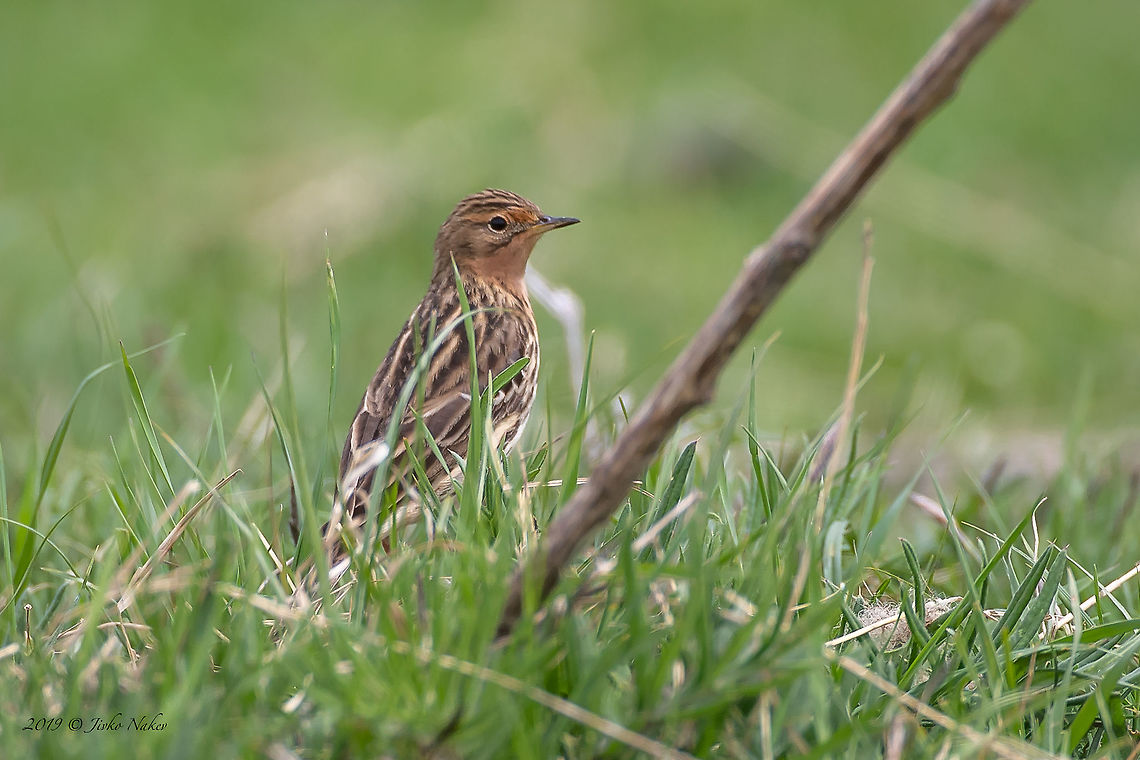 Red-throated pipit - Anthus cervinus  Animal,Animalia,Anthus cervinus,Aves,Bird,Bulgaria,Chordata,Europe,Geotagged,Motacillidae,Mramor,Nature,Passeriformes,Passerine,Red-throated pipit,Sofia,Spring,Wildlife