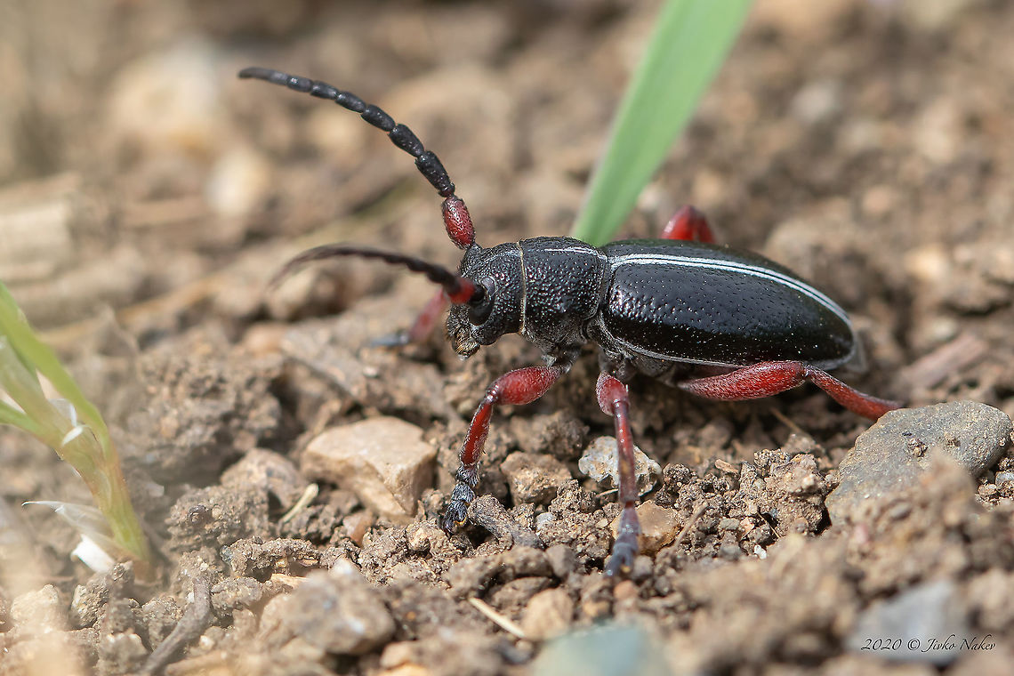 Dorcadion (Cribridorcadion) pedestre  Animal,Animalia,Arthropoda,Bulgaria,Cerambycidae,Coleoptera,Dorcadion pedestre,Europe,Geotagged,Insect,Insecta,Longhorn beetle,Mramor,Nature,Sofia,Spring,Wildlife