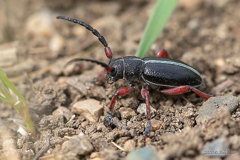 Dorcadion (Cribridorcadion) pedestre  Animal,Animalia,Arthropoda,Bulgaria,Cerambycidae,Coleoptera,Dorcadion pedestre,Europe,Geotagged,Insect,Insecta,Longhorn beetle,Mramor,Nature,Sofia,Spring,Wildlife